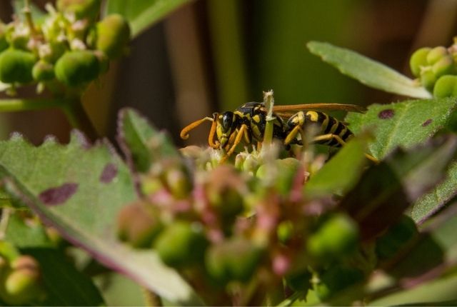 Do yellow jacket wasp nests die in the winter