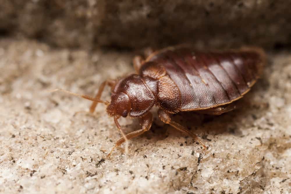 How common are bedbugs in hotels?