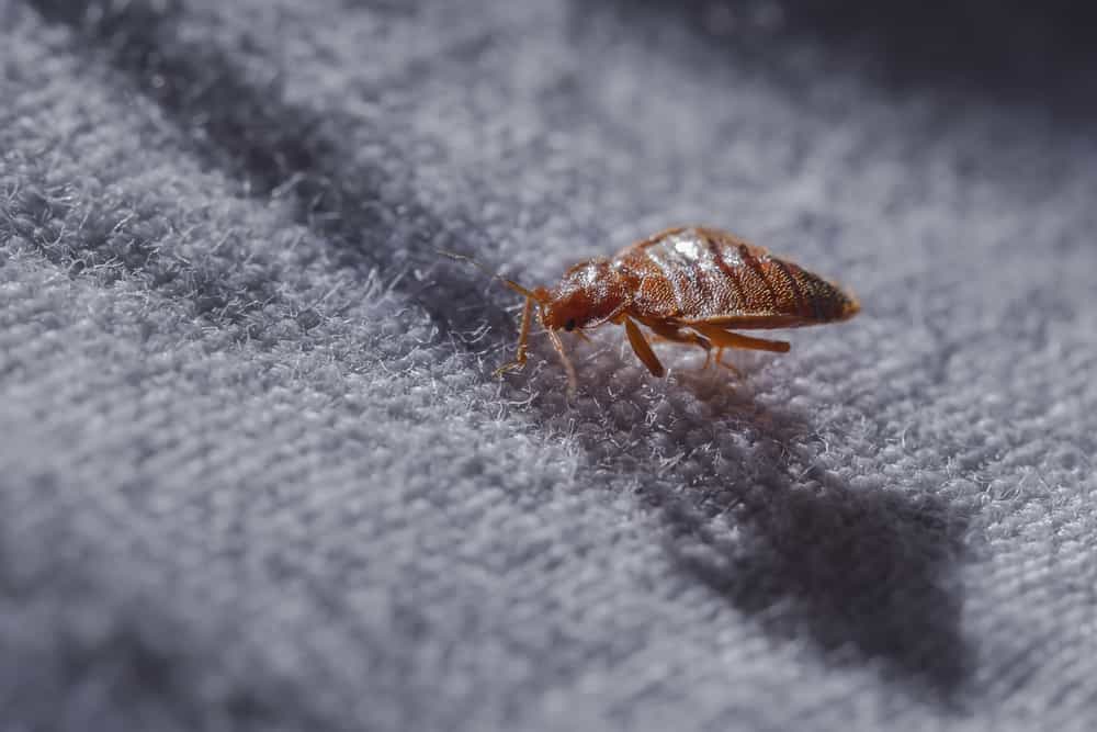 How do professional pest control exterminators kill bedbugs?