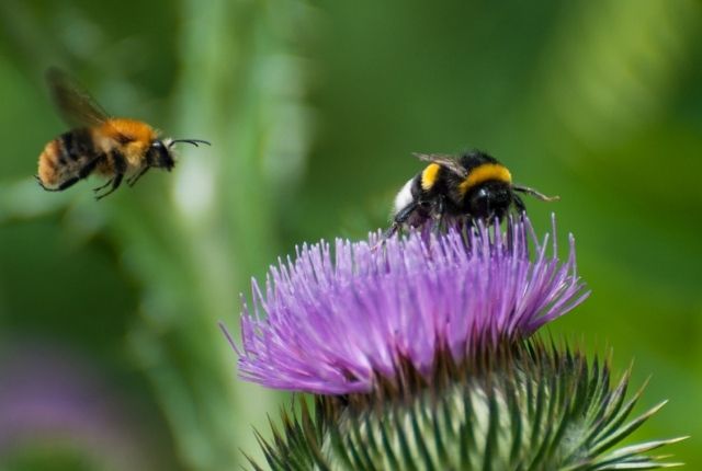 How does a bumble bee and a yellow jacket differ