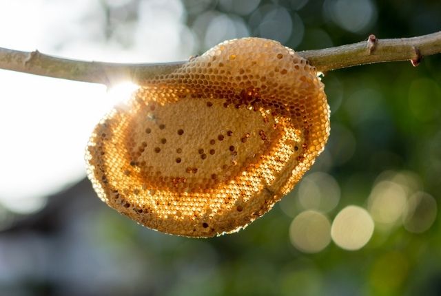 How to differentiate bee and wasp nest