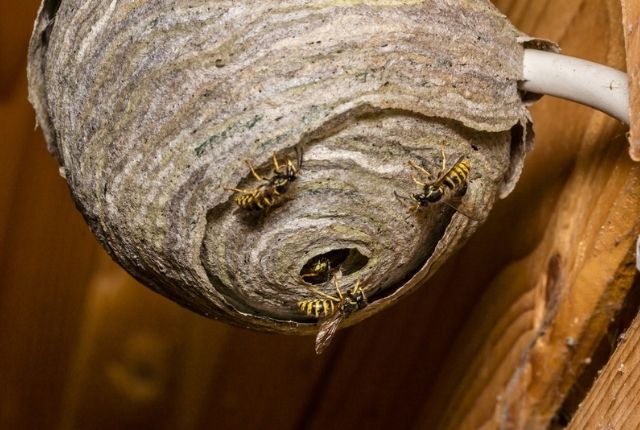 differentiate bee nest and wasp nest