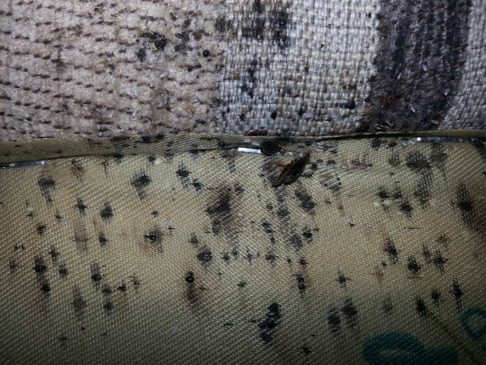 How to disinfect luggage from bed bugs?