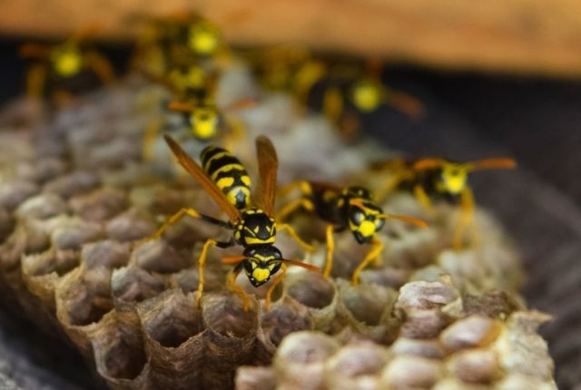 hidden wasps nests and eradicate them