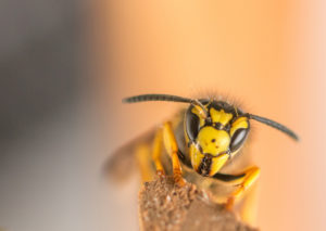 How to get rid of a yellow jacket nest in your house ...