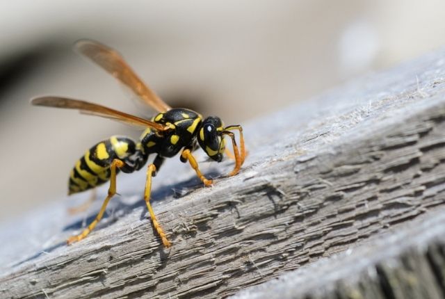How to get rid of wasps in the back yard