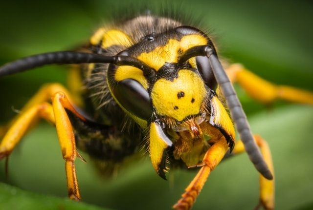 get rid of wasps in the back yard