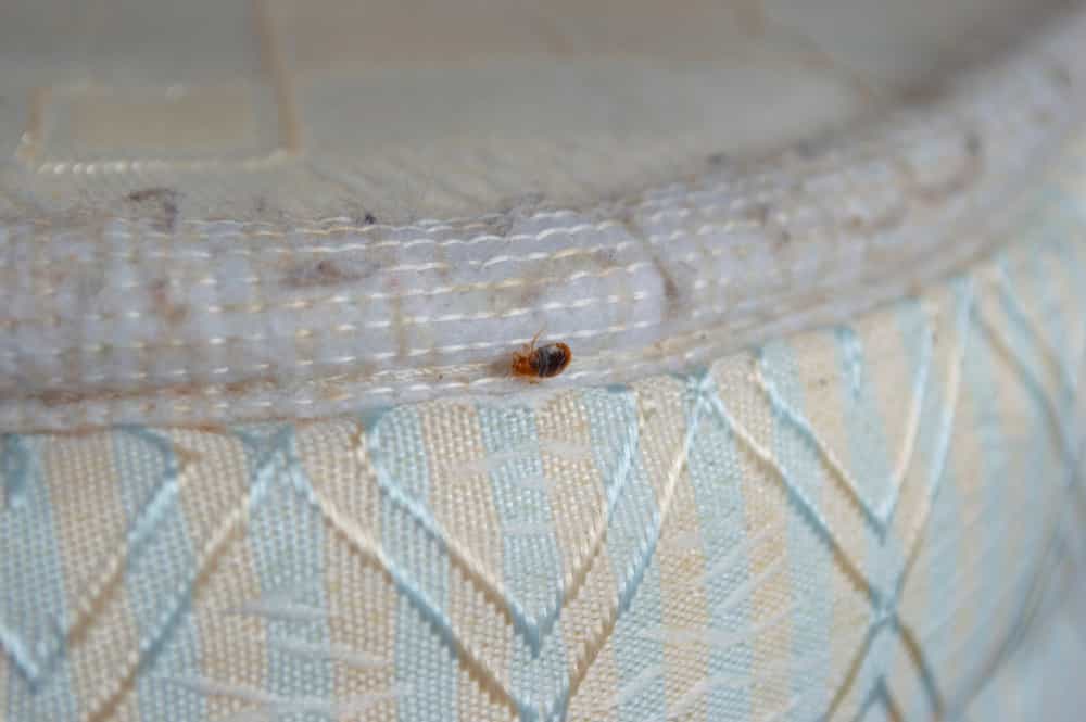 bed bugs come from