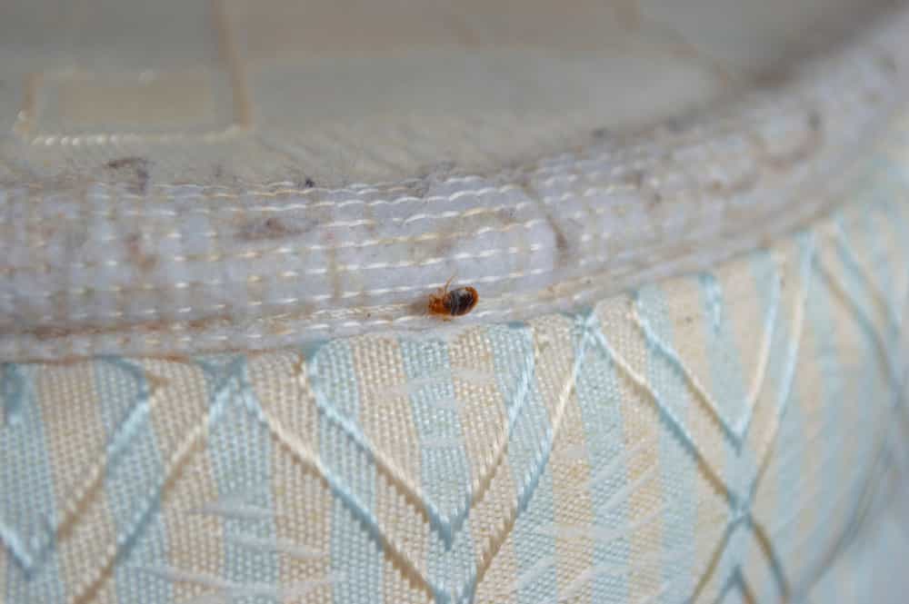 How to identify bed bug eggs?