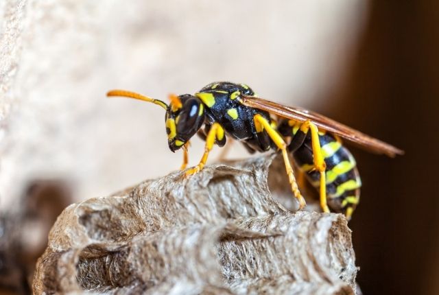 dangers of destroying a wasp nest