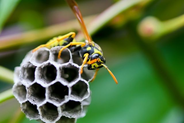 What are the dangers of destroying a wasp nest