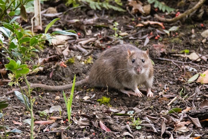 What is the best way to get rid of rats in your attic?