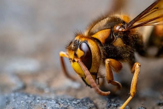 What you need to know about Japanese Giant hornet