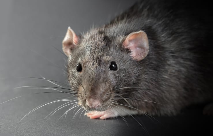 Why are rats aggressive?