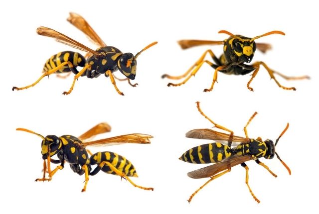Why are yellow jackets so aggressive