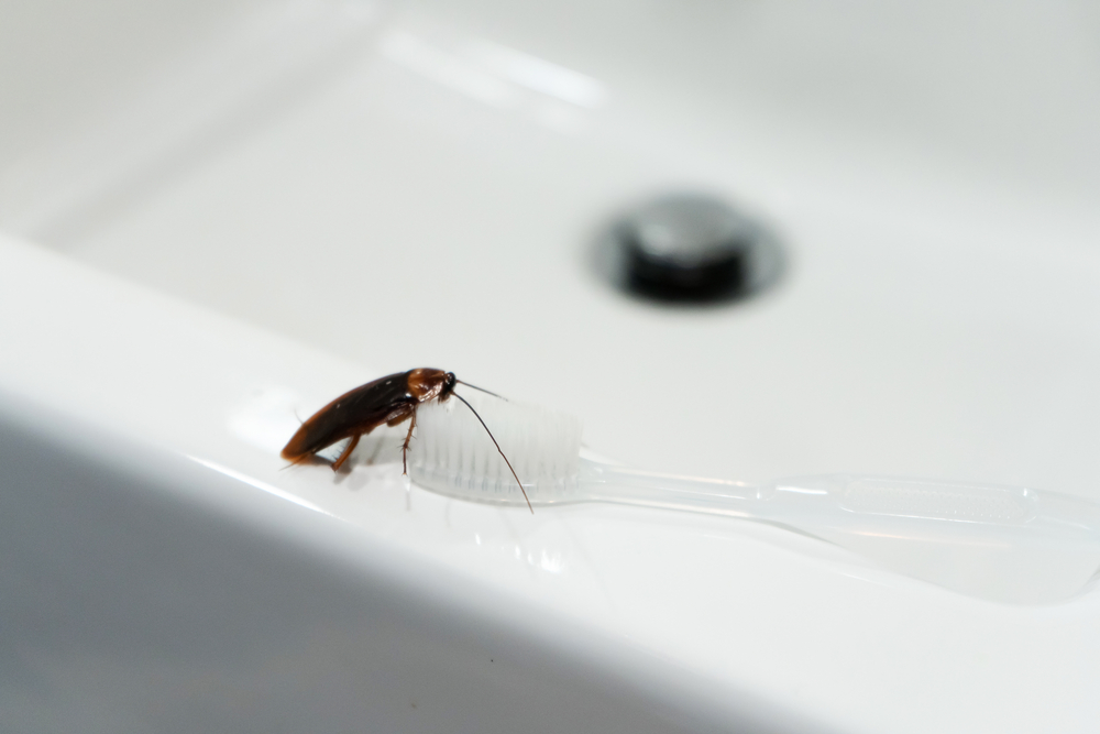 Can cockroaches attracted when I light scented candles?