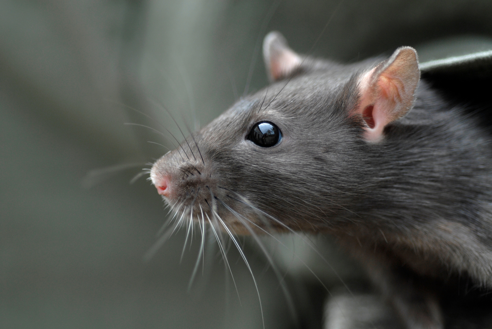 do-rats-bring-benefits-when-they-enter-a-home-exterminatorhamilton-ca