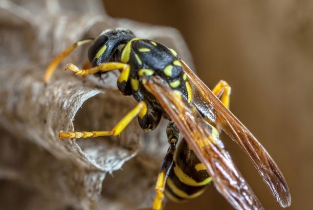 Do you need to remove old wasp nests