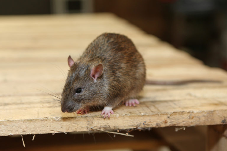 Does salt kill rats? Exterminatorhamilton.ca
