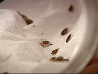 Bed Bugs on Clothes - How to Remove Them