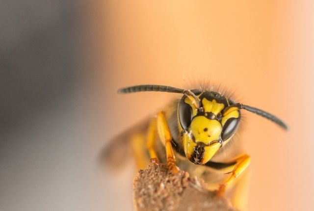 How to get rid of a yellow jacket nest in your house