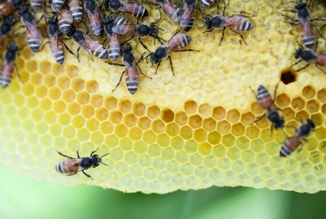 How to identify bee and wasp nests