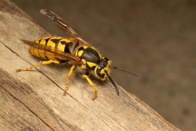 How to remove wasps from under the deck