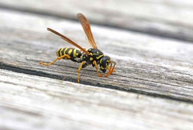 Natural wasp repellents