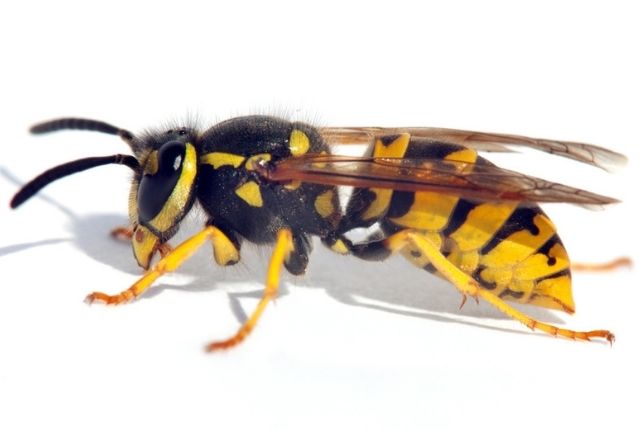 What are some pest control methods for wasp removal