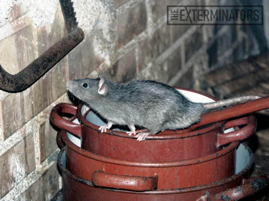 Where do house mice come from before invading a house?