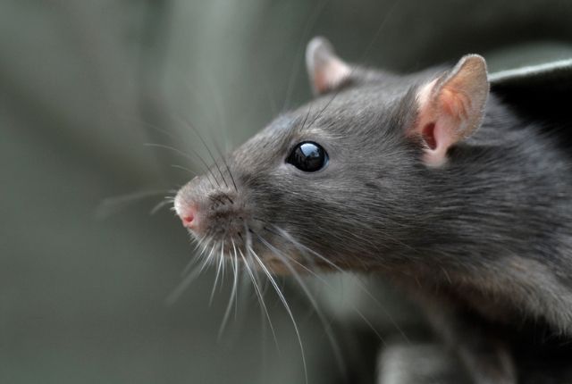 Do rats bring benefits when they enter a home