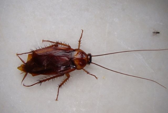 How long should I wait before calling a cockroach control service