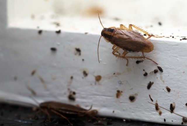 How often should I clean my cabinets to prevent roaches from coming in