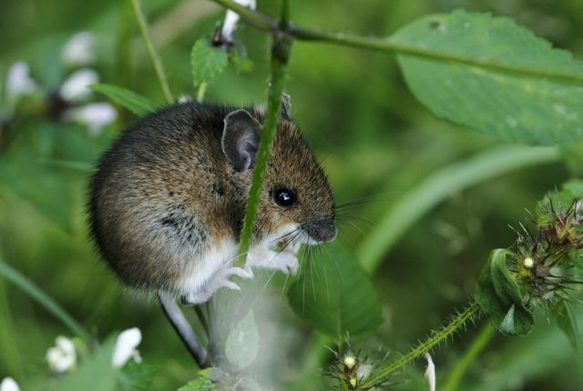 Are mice able to build nests in idle garages