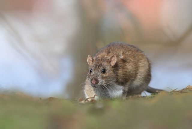 rats capable of staying long term