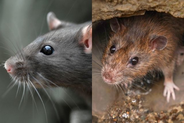 What is the difference between a black rat and a brown rat