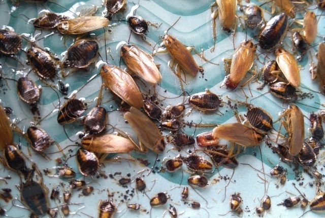 How to Stop an Invasion of Roaches in my Kitchen