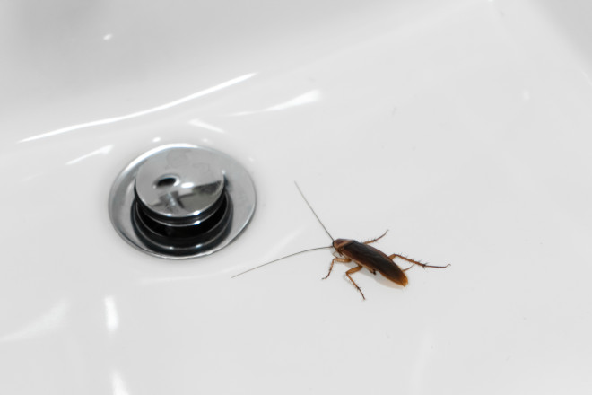 Where do Roaches Come From When they enter a house