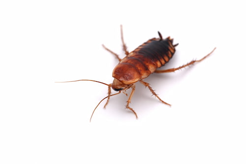 get rid of the cockroaches exterminator hamilton