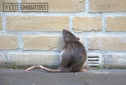 rat removal hamilton