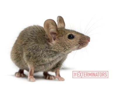 rodent extermination Hamilton