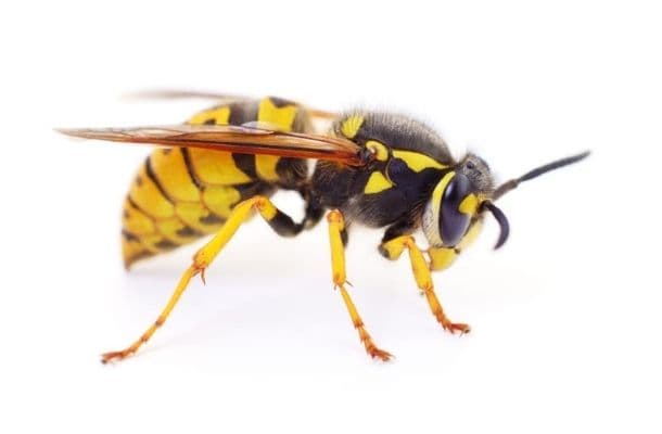 wasp removal Hamilton service