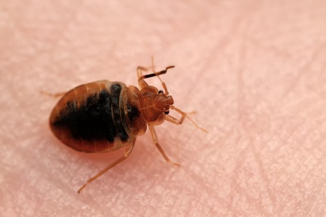 Can Bed Bugs Bite Through Clothes