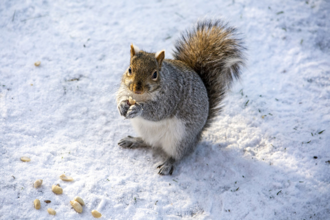 Do Squirrels Hibernate in the Winter