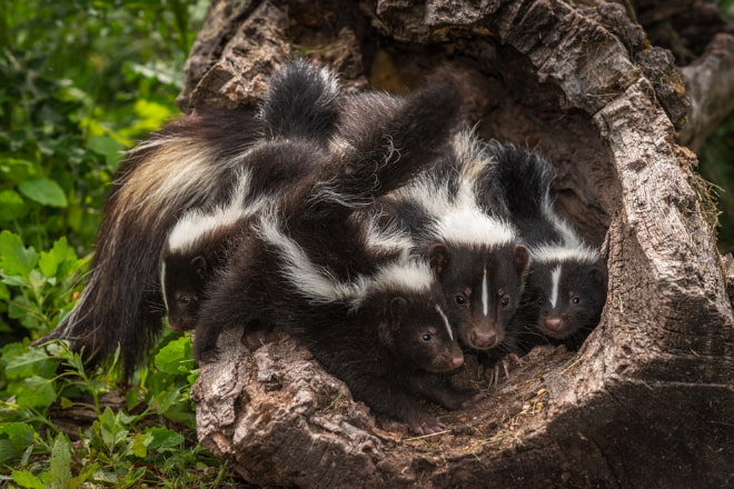 How to Get Rid of Skunks Under Deck