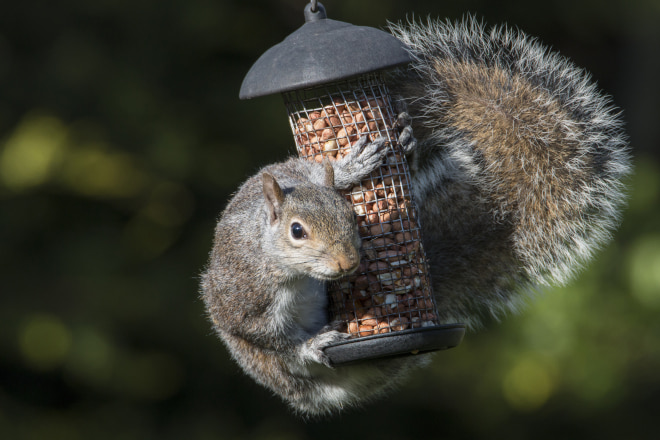 How to Get Rid of Squirrels in My Yard