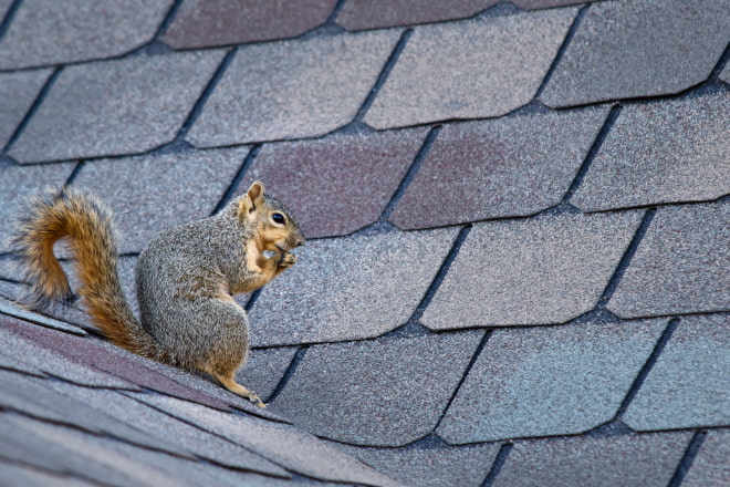 How to Get Rid of Squirrels in the Attic