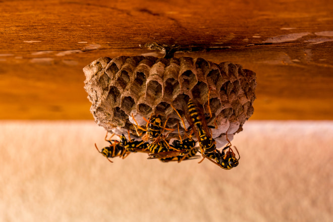 How to Get Rid of Wasp Nest in Wall