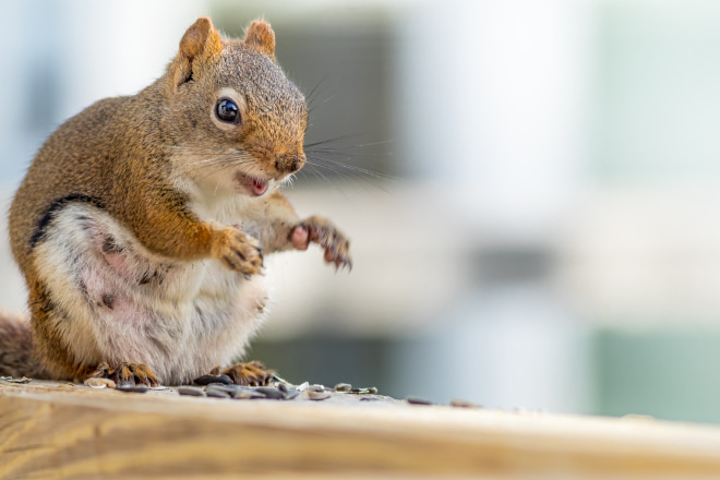 Squirrel Mating Season