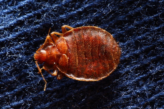 The Best Way to Get Rid of Bed Bugs from Clothes